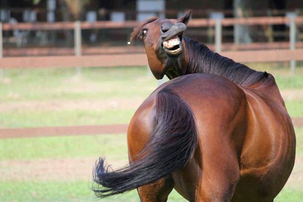 Ride a Horse рисунок
