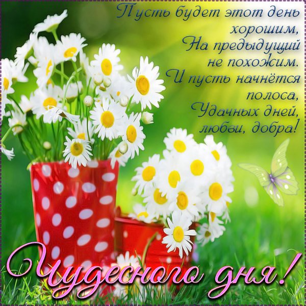 Добрые пожелания с ромашками