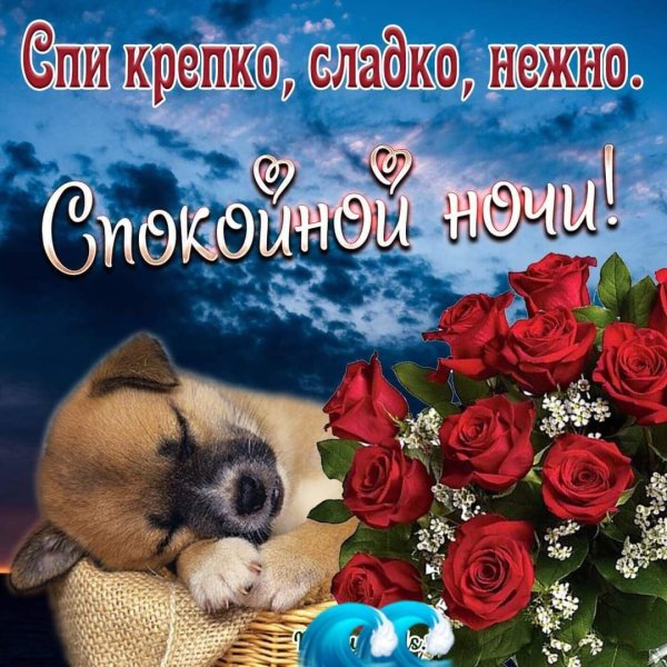 Цветы с пожеланием спокойной ночи