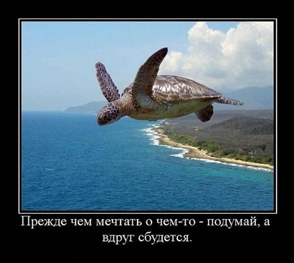 Приколы про котов 2020 года смешные до слез