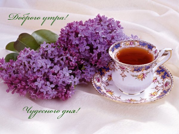 Сиреневое чаепитие