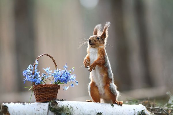 Букетик цветов для настроения