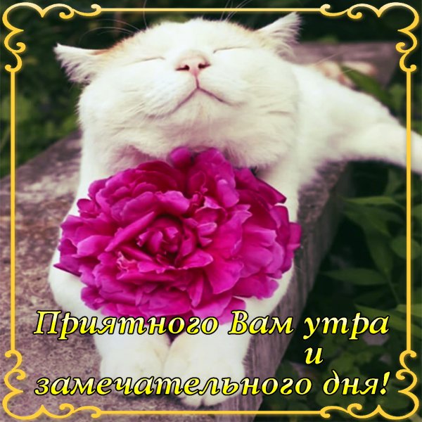 С добрым утром прикольные пожелания женщине