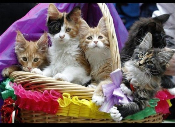 Котенок праздник