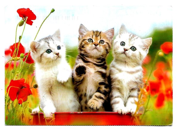 Кот и цветы