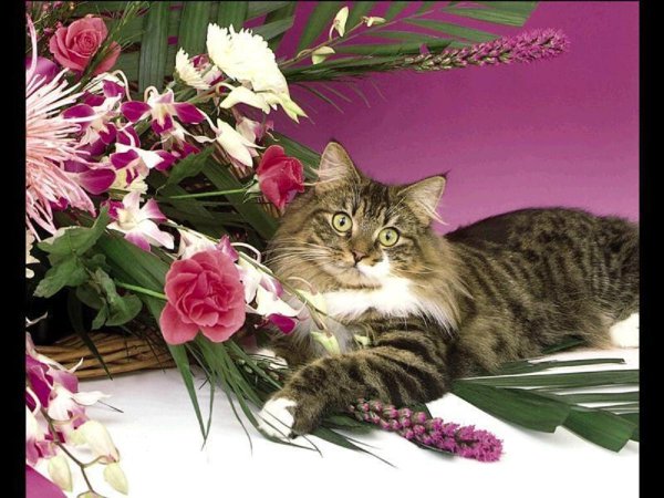 Открытки с котятами