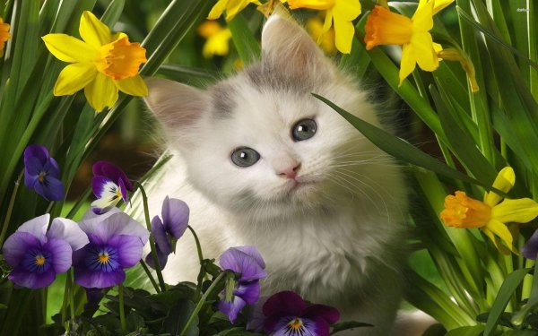 Котенок в цветах
