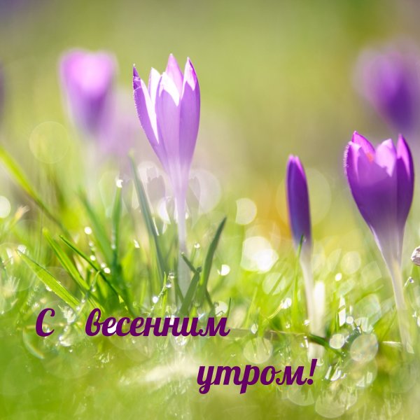Доброго весеннего дня