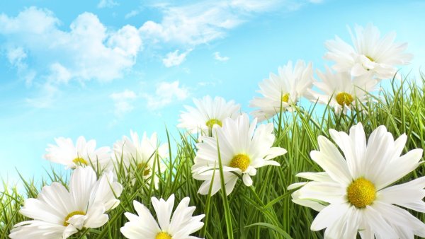 Хорошего дня и отличного настроения ромашки