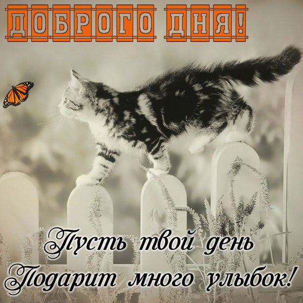 Пожелание отличного дня мужчине