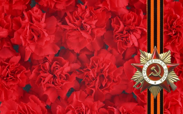 Гвоздики с георгиевской лентой