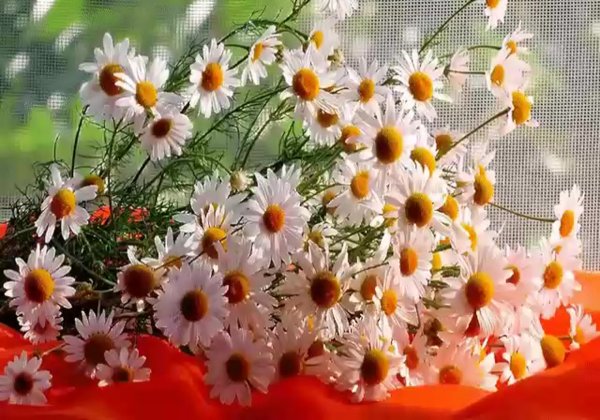 Замечательного утра и прекрасного настроения