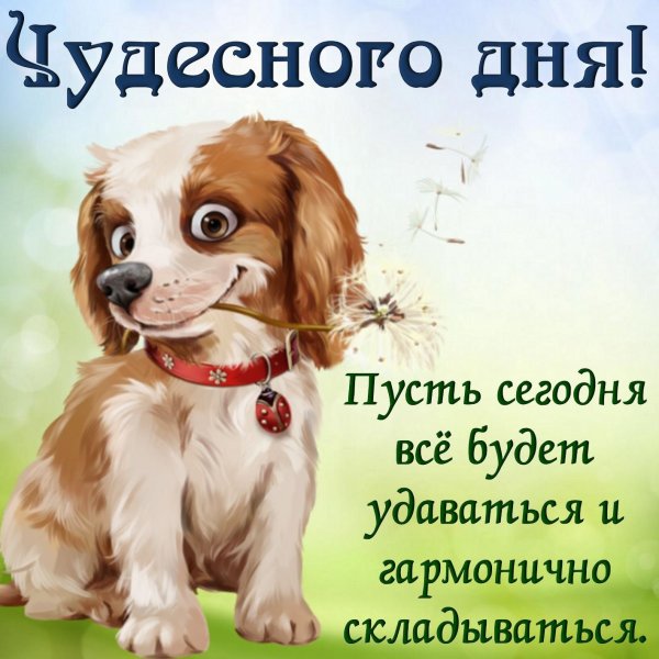Пожелания доброго дня