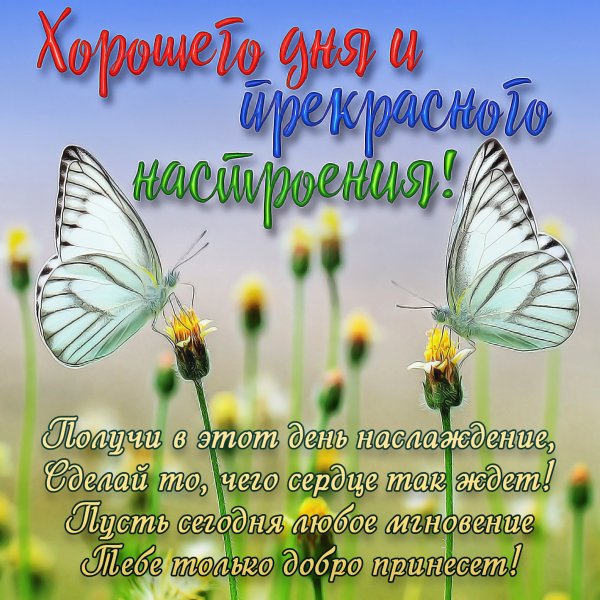 Открытки с пожеланием доброго дня