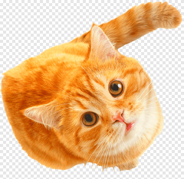 День кошек
