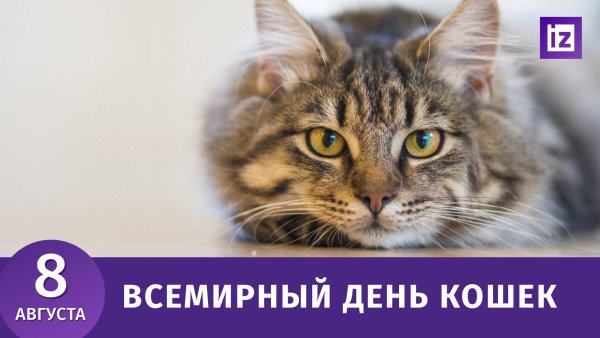 Всемирный день кошек 8 августа