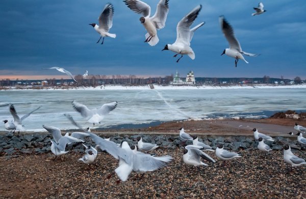 Весна Чайки прилетели
