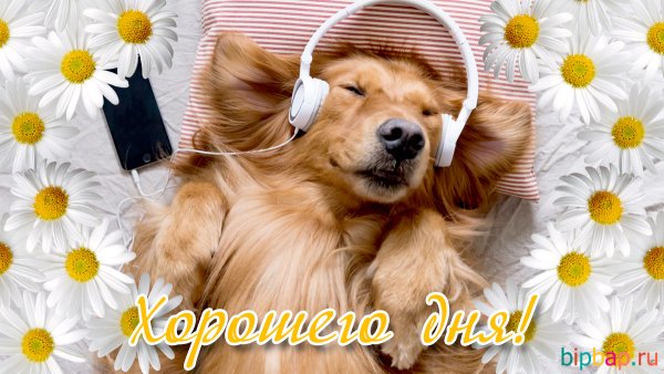Хорошего дня с животными