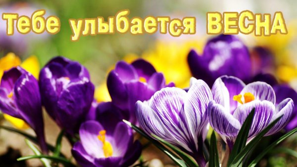 Весна подснежники солнце