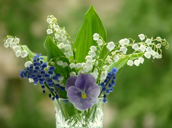 Луиза Гельтс акварели