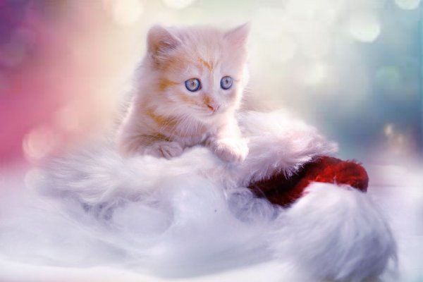 Красивые котята