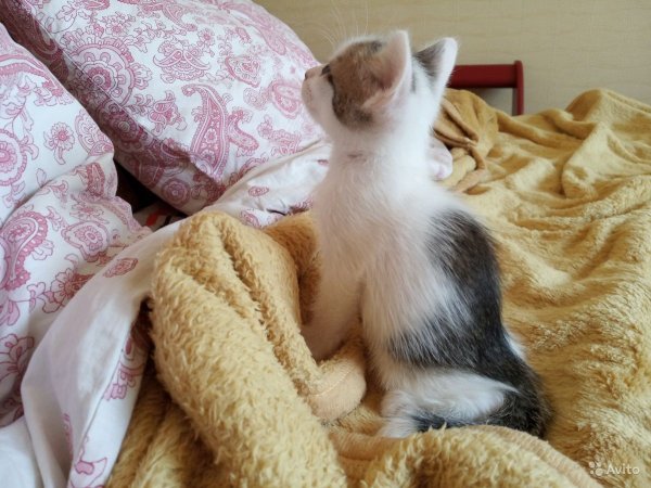 Очень ласковый кот