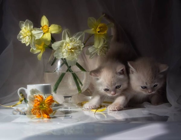 Нежные цветы с котятами