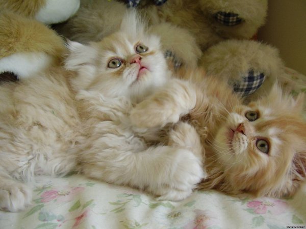 Котенок игрун