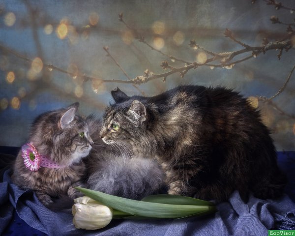 Вечер Весна кот