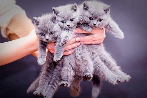 Много котят в руках