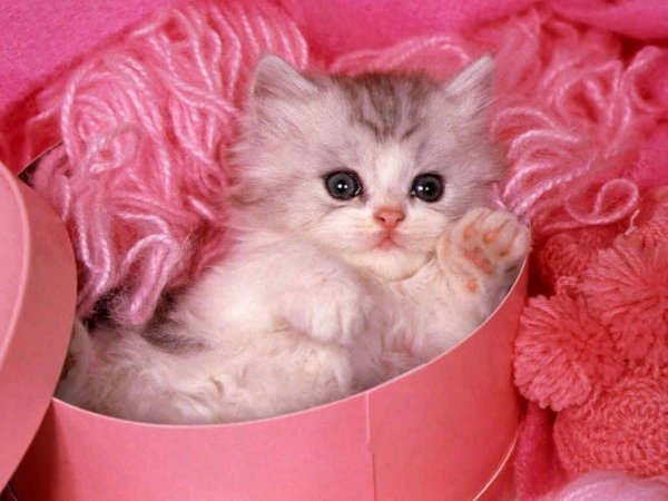 Самые милые розовые котята