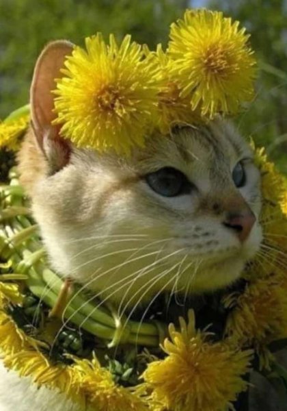 Кошка в венке из цветов