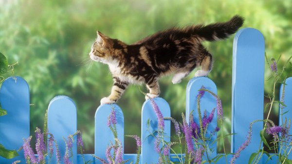 Весенние коты