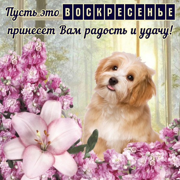 Открытки отличного воскресенья