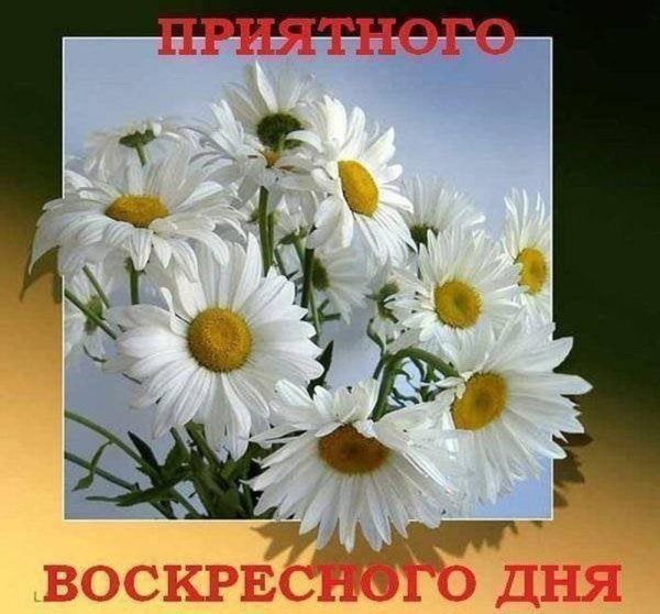 Открытки с ромашками