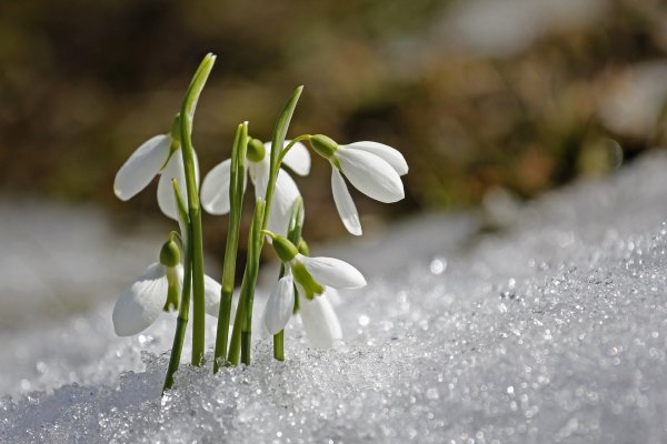 Первоцветы подснежники