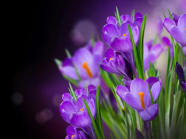 С добрым утром Весна