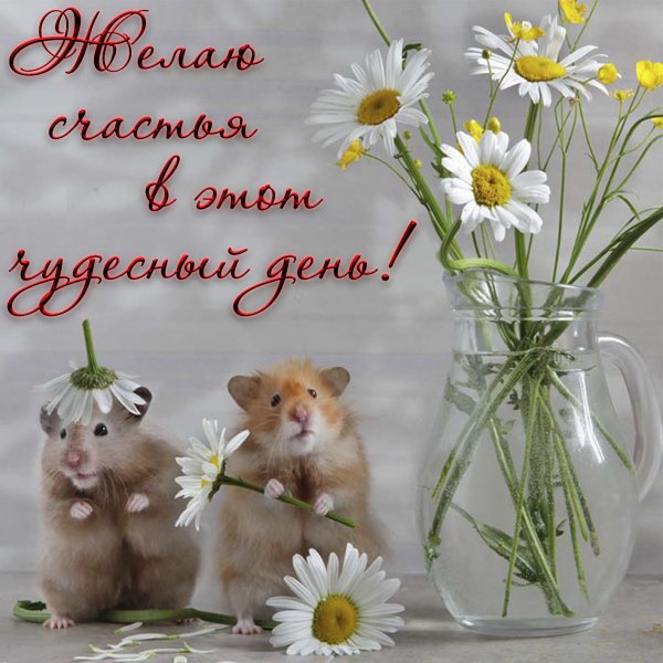 Хомячок с ромашкой