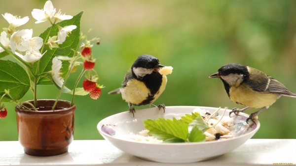 Утро птички