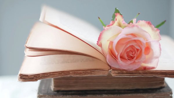 Роза на книге
