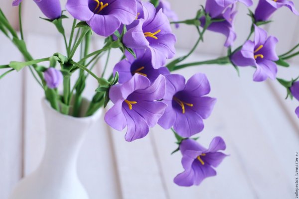 Кампанула букет