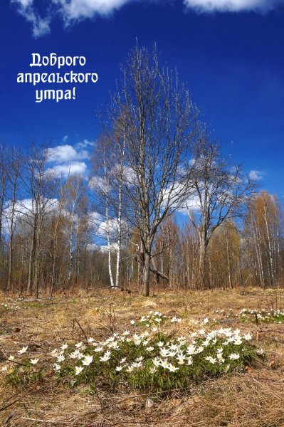 Природа весной
