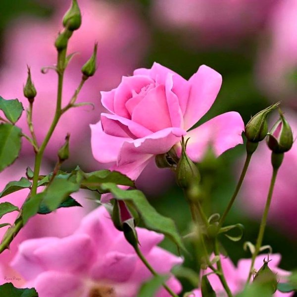 Добрый день