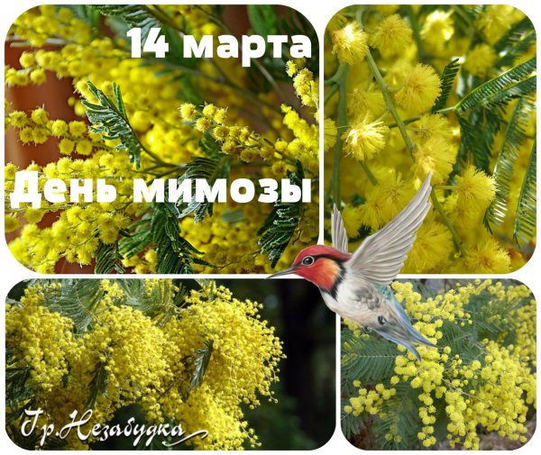 14 Марта день мимозы картинки