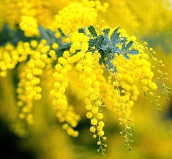 Mimosa scabrella