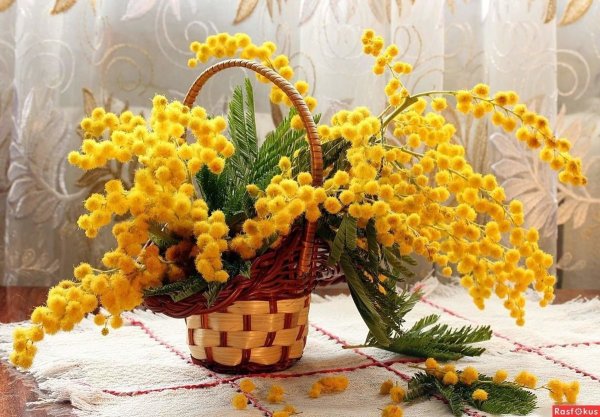 Мимоза цветок на 8 марта