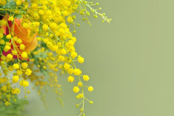 Мимоза цветок