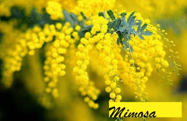 Желтые цветы Мимоза