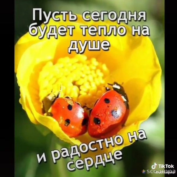 Позитивные пожелания на весь день