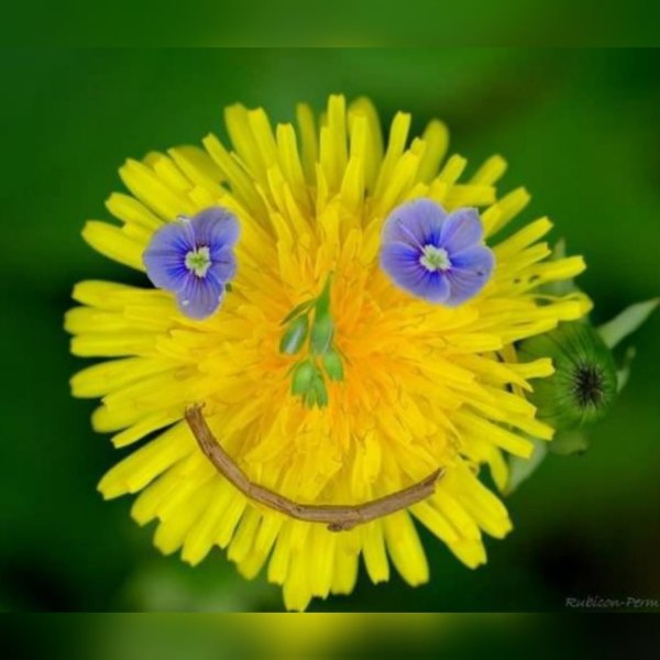 Одуванчик улыбается